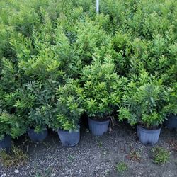 Podocarpus Privacy Plant 7g full size 