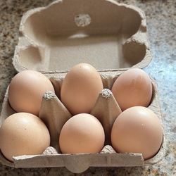 Back Yard Chicken Fresh Egg