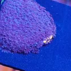 Beautiful Reef Tank Additions 