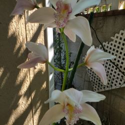 Orchids cymbidium