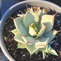 Agave Dragon Toe for Sale in Ontario, CA - OfferUp