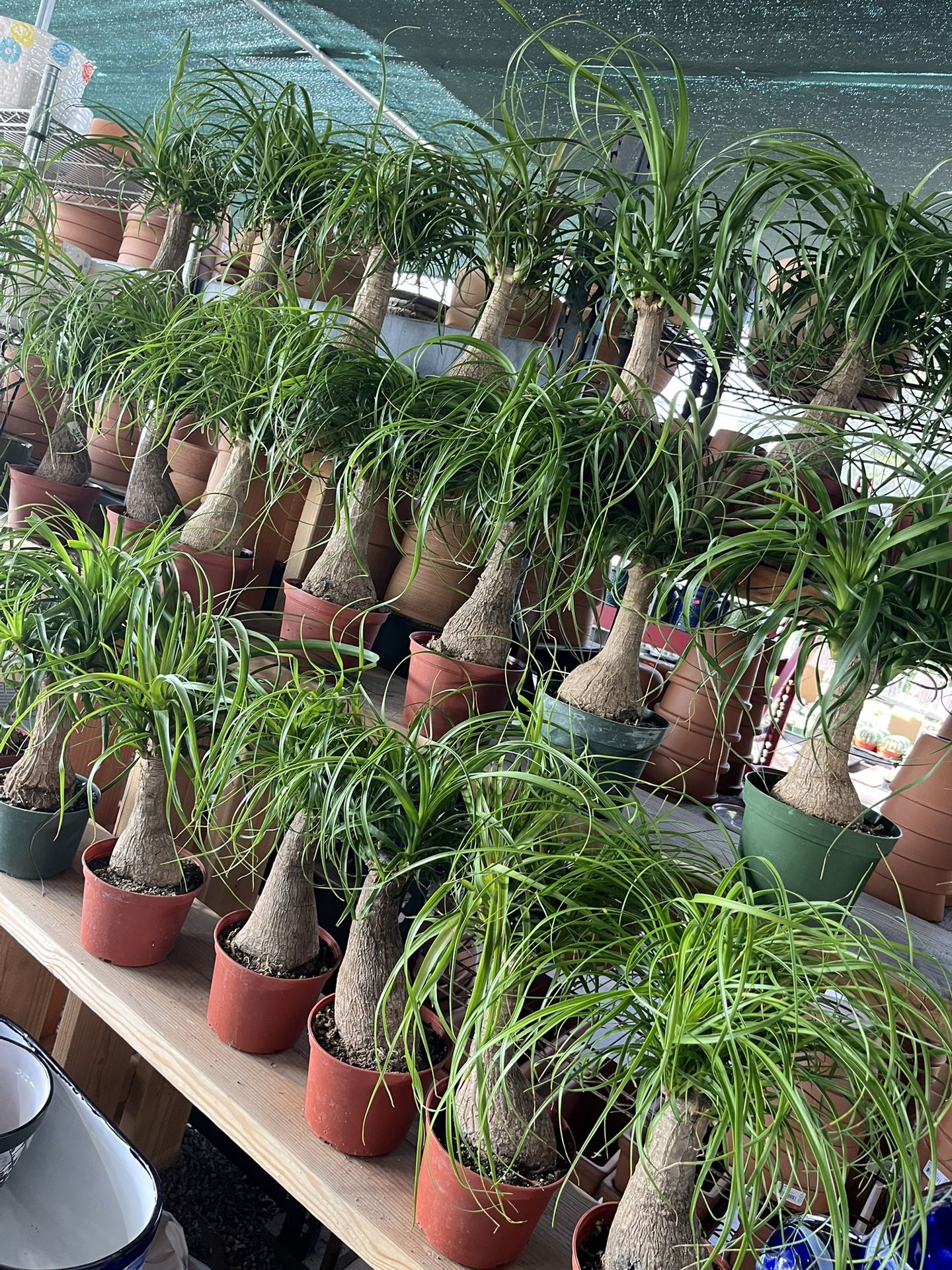 Ponytail Plants In 6” Pots $16 Each 