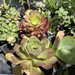 Succulent Plants 