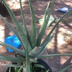 Plant Of Savila 
