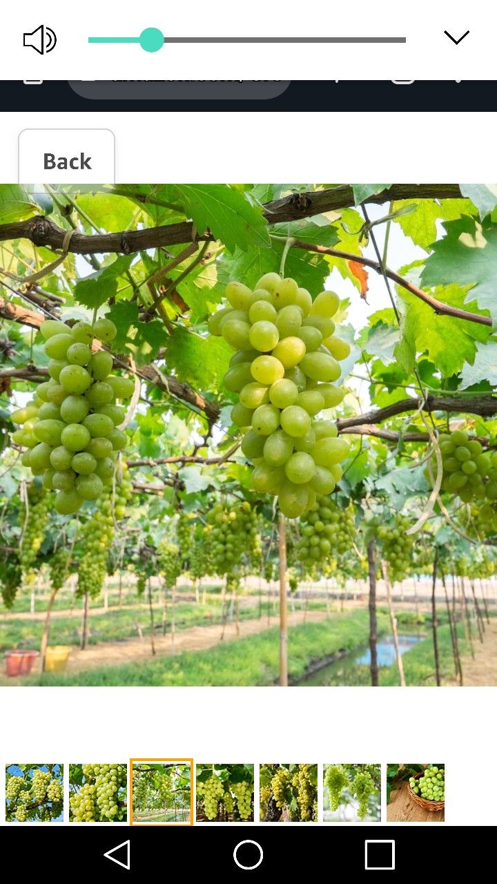Niagara Green Grape Seedling Plant 1ft Ready To Plant