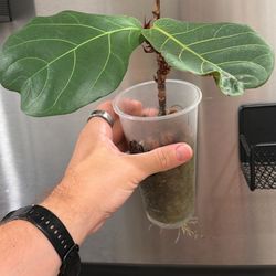 Fiddle Leaf Fig Plant Small 