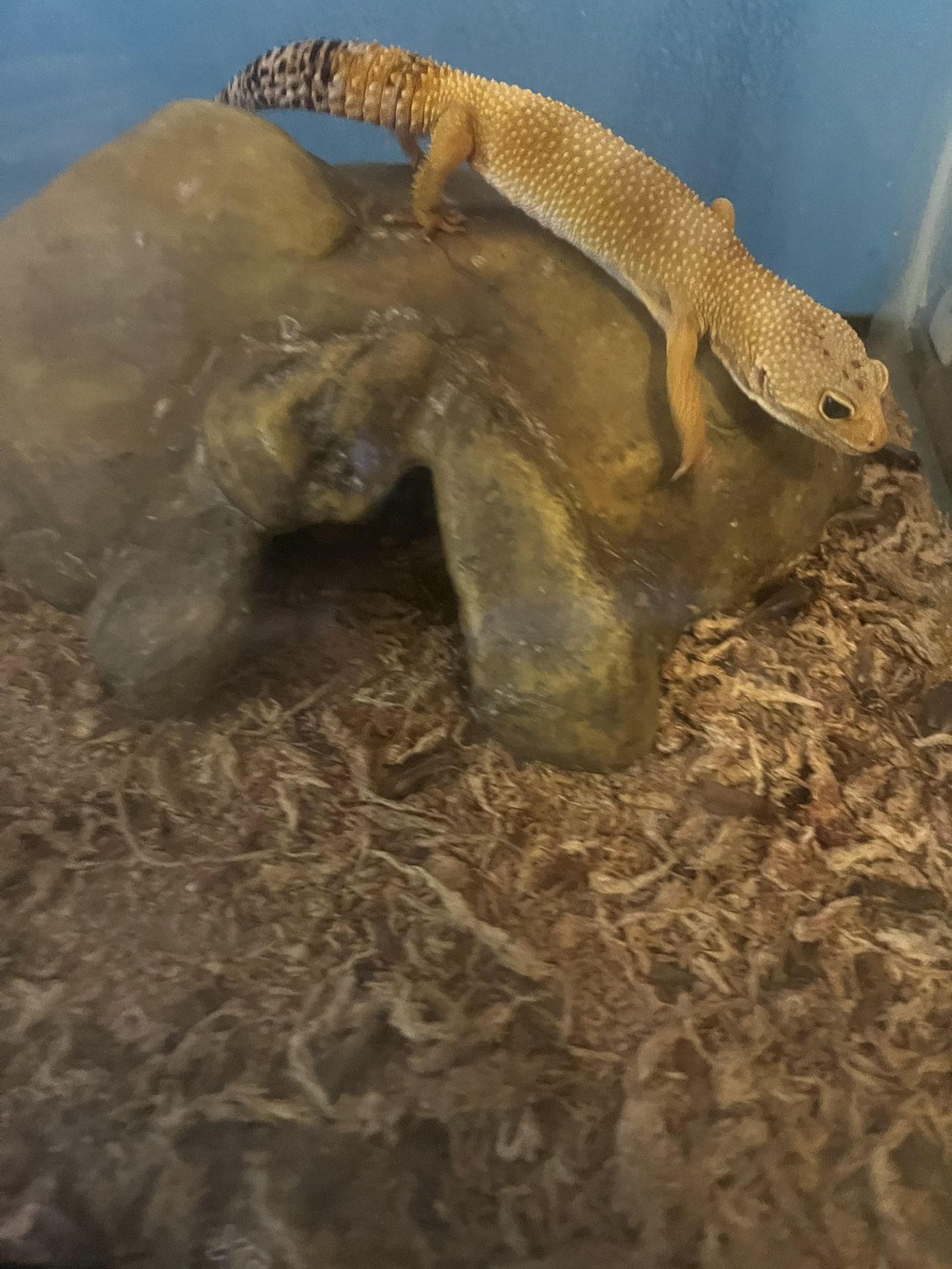 Leopard gecko
