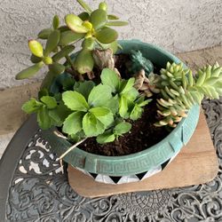 Succulent Mix