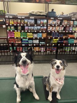 Dog Training