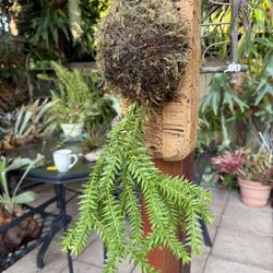  Gorgeous Mounted Huperzia Tropical 
