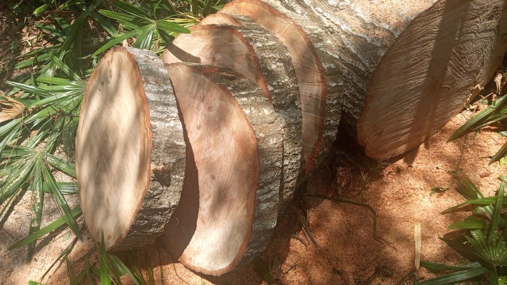 24" Fresh Oak Rounds