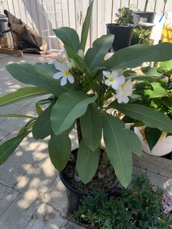 Plumerias (yellow and pink)