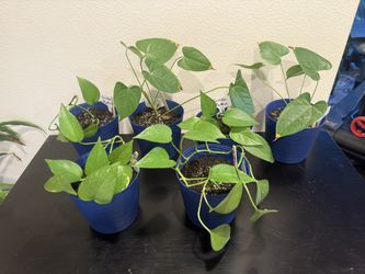Plants- Golden Pothos