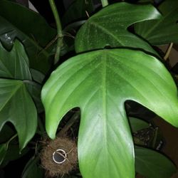 Philodendron Panduriforme Plant Cutting (Please Read Description)