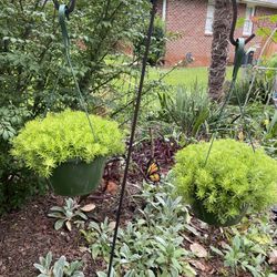 Lemon Ball Plant With Stand