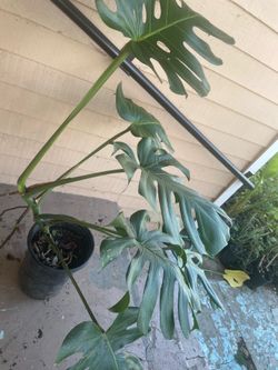 Big monstera Delisiosa Plant