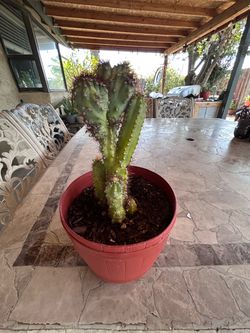 Cactus plant