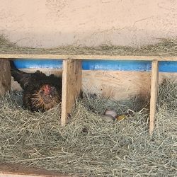 Egg Laying Chicken Boxes