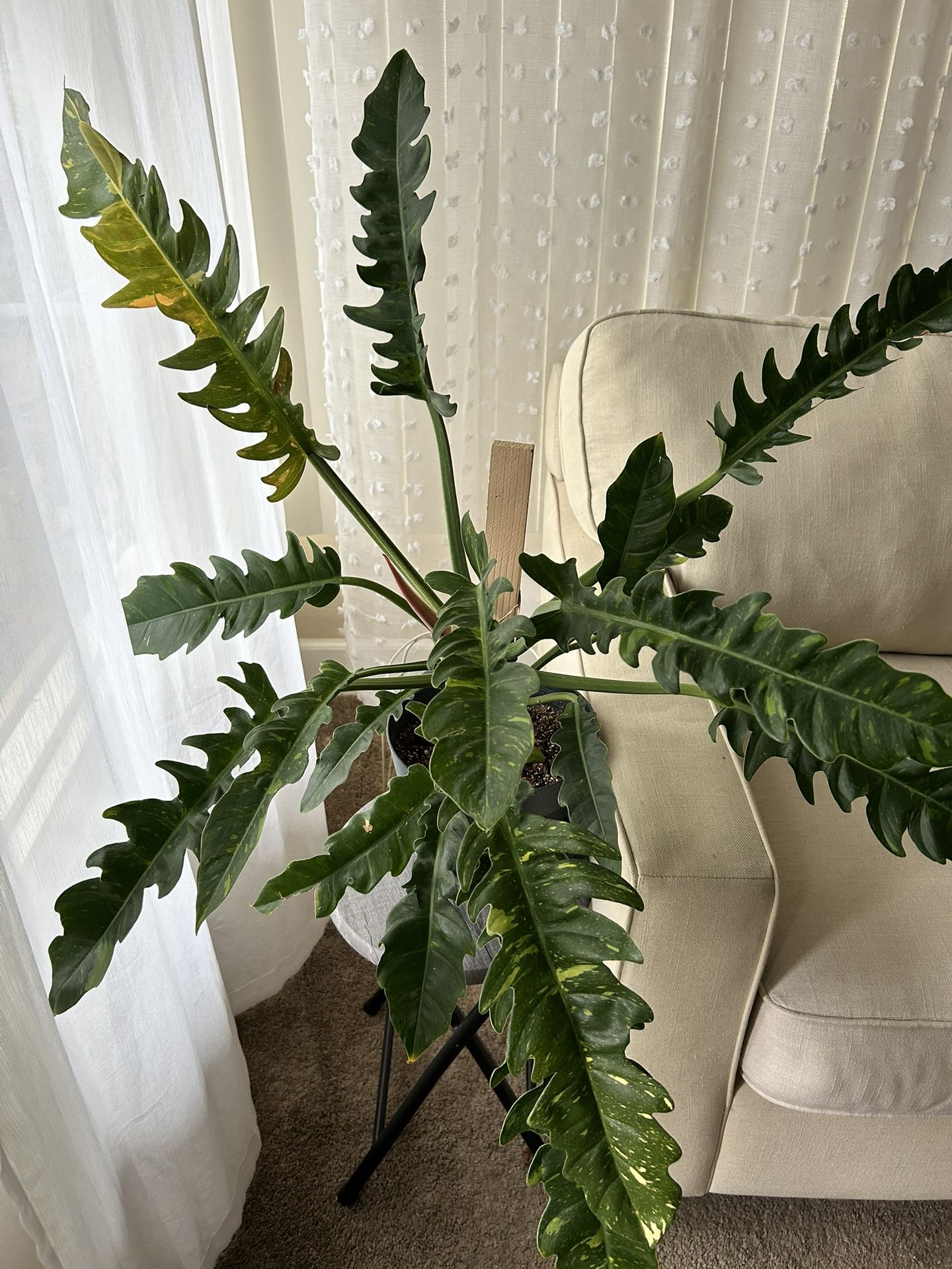 Philodendron Ring Of Fire - Large Plant