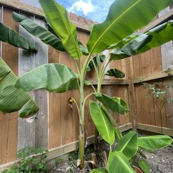 Banana Tree Plants!! Plantas De Plátano!! 