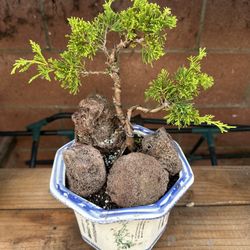 Bonsai Juniper Mini
