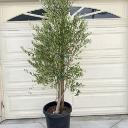 Fruitless olive trees 7ft Landscape Plants Ferns succulents palms grass pots