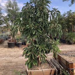 Hass Avocado Tree