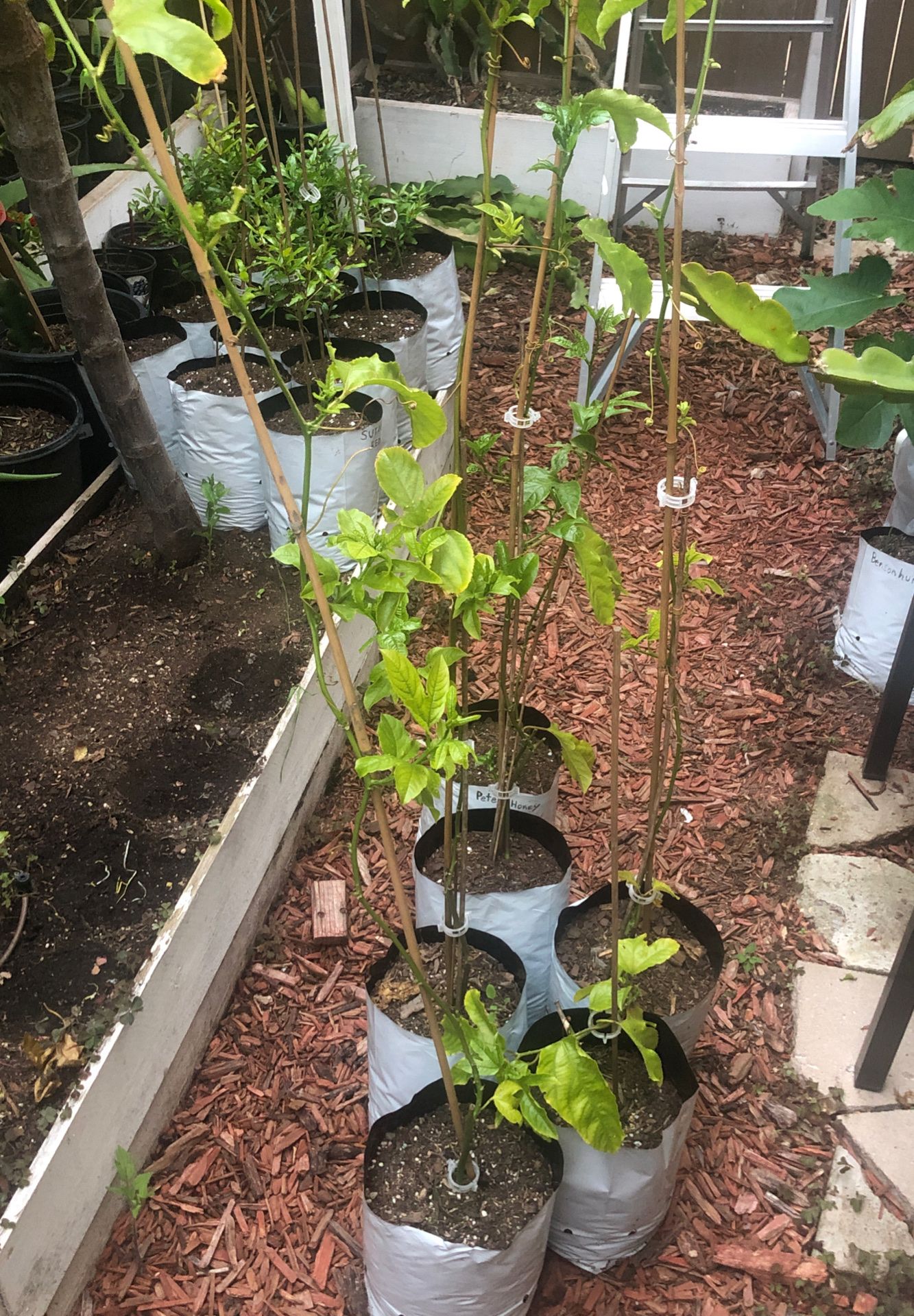 Passion fruit plants for Sale in Chula Vista, CA OfferUp