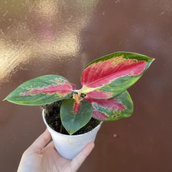 4” Aglaonema Easter Red 