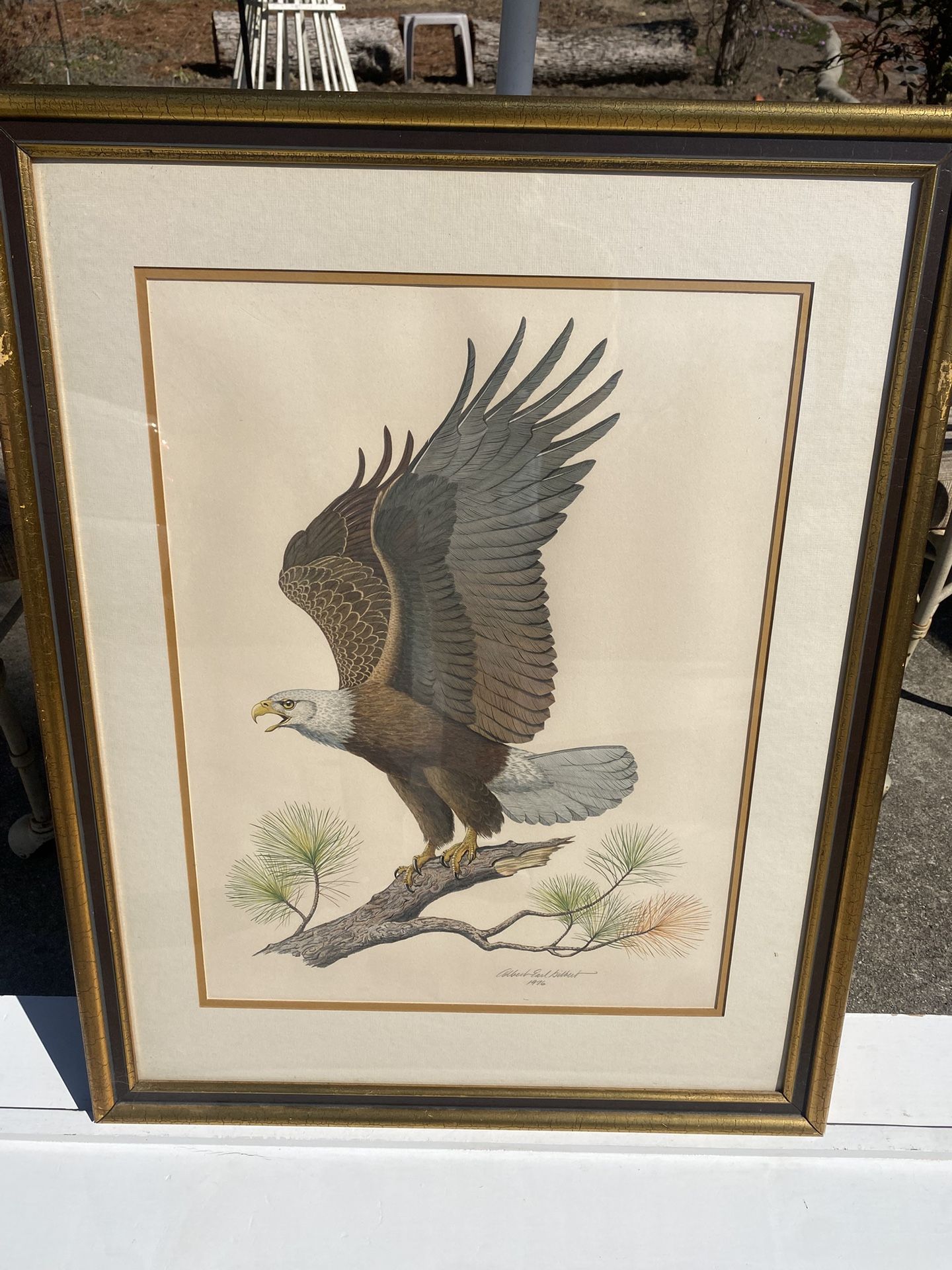 30x24” VINTAGE ALBERT EARLE GILBERT AMERICAN BALD EAGLE Framed Picture - Compare @ $200+