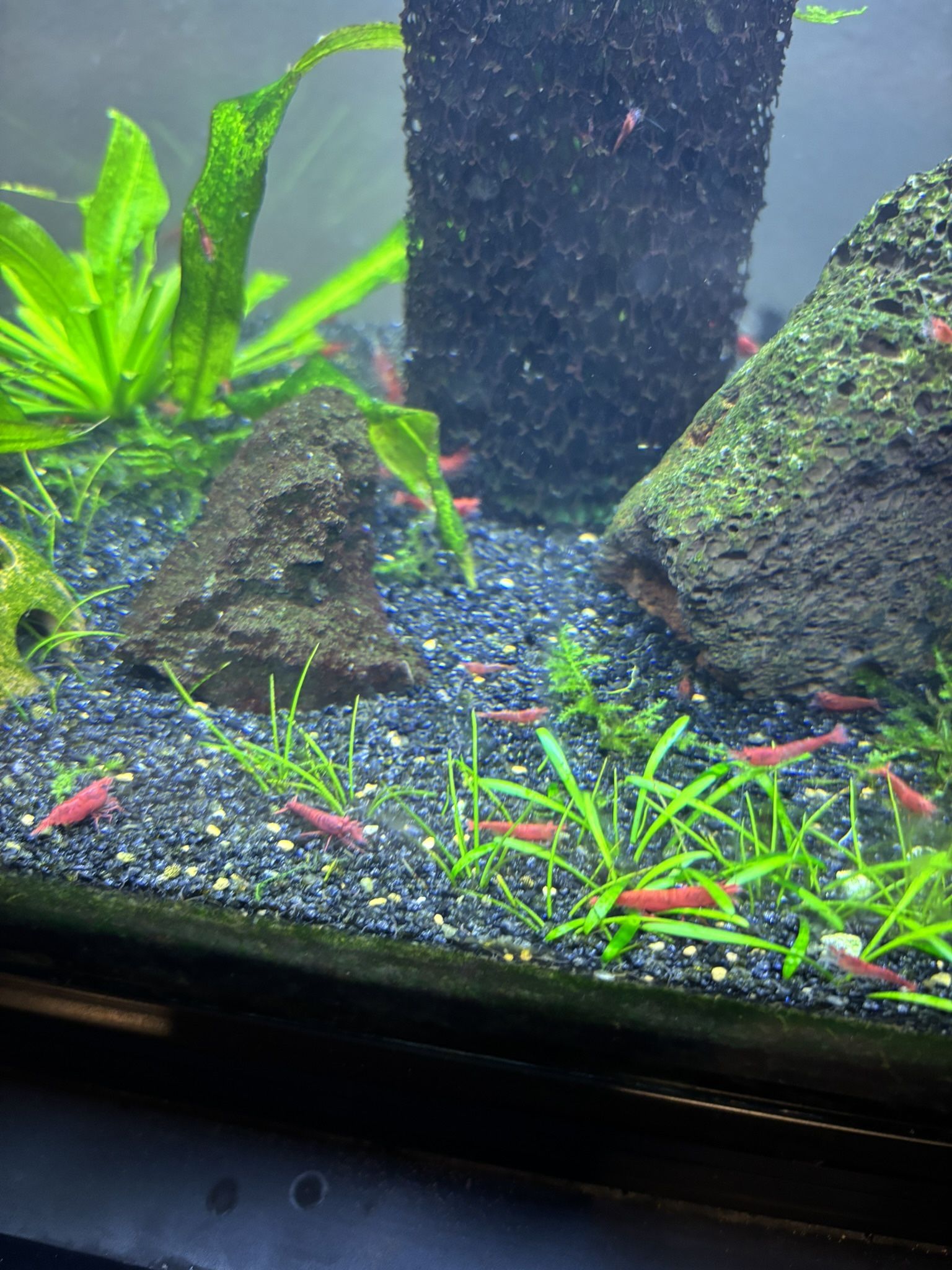 Neocaradina Cherry Blue Dream