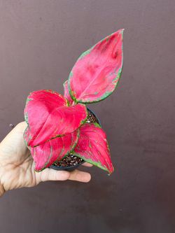 4” Aglaonema red maroon