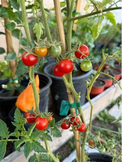 4ft tall organic cherry tomato plants