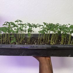 Now Have & Selling Organic Heirloom Vegan Soil Raised Plants & Trees Medicinal & Edible 