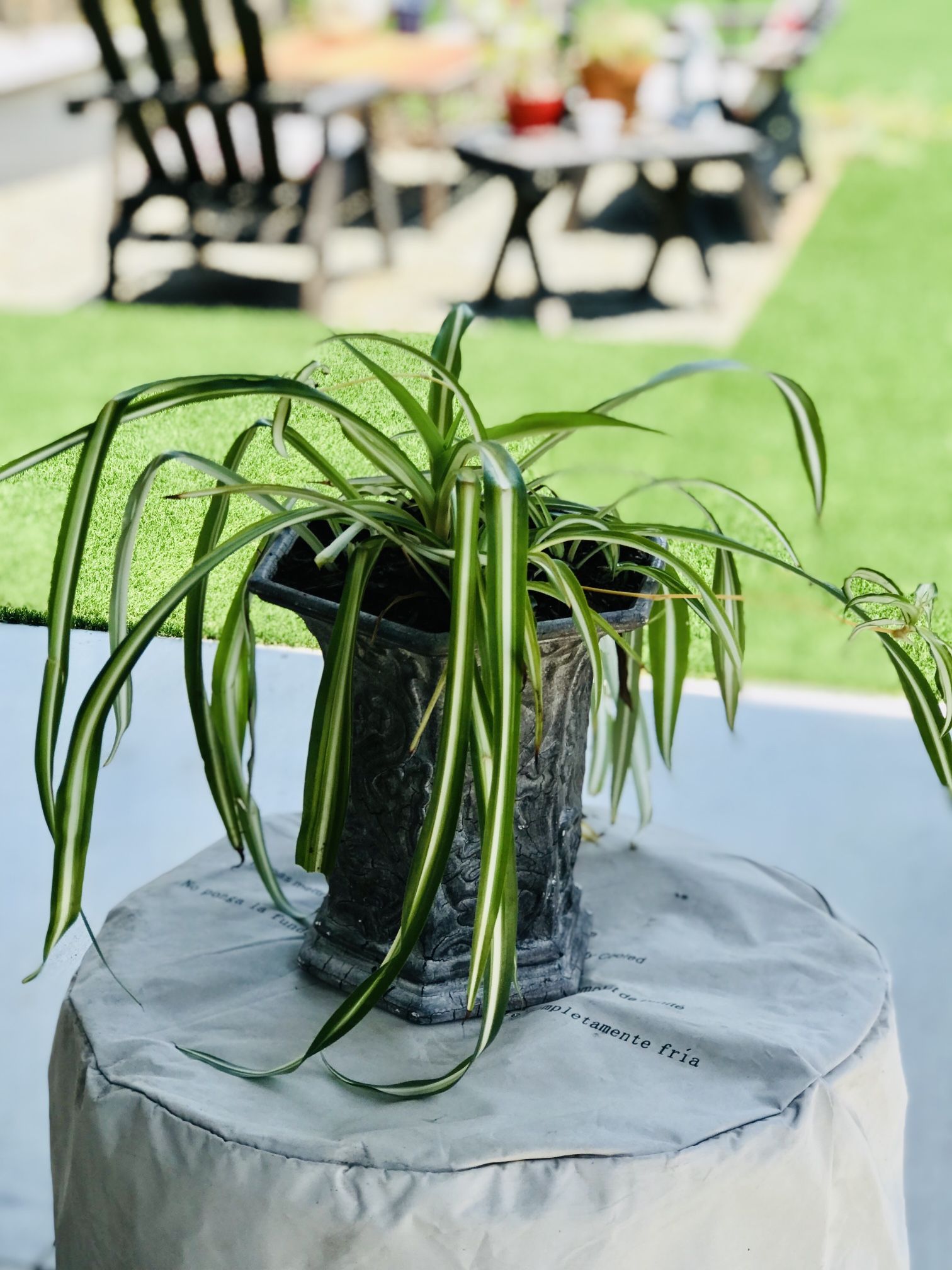 $7 Spider Plant