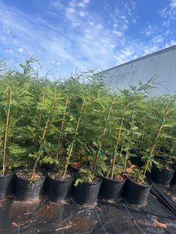 Leyland Cypress