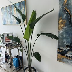 Indoor Plant With Ceramic Pot