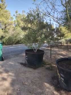 Fruitless Olive Trees