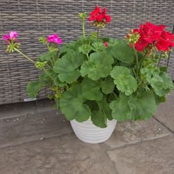 2 Geraniums in one plastic pot - Red and Pink