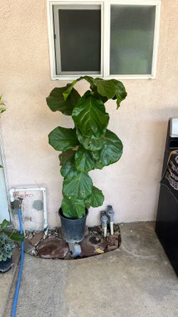 Fiddle Leaf Fig