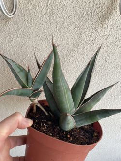 Sanseveria Samurai Dwarfs Plant, In 6 Inch Pot Pick Up Only