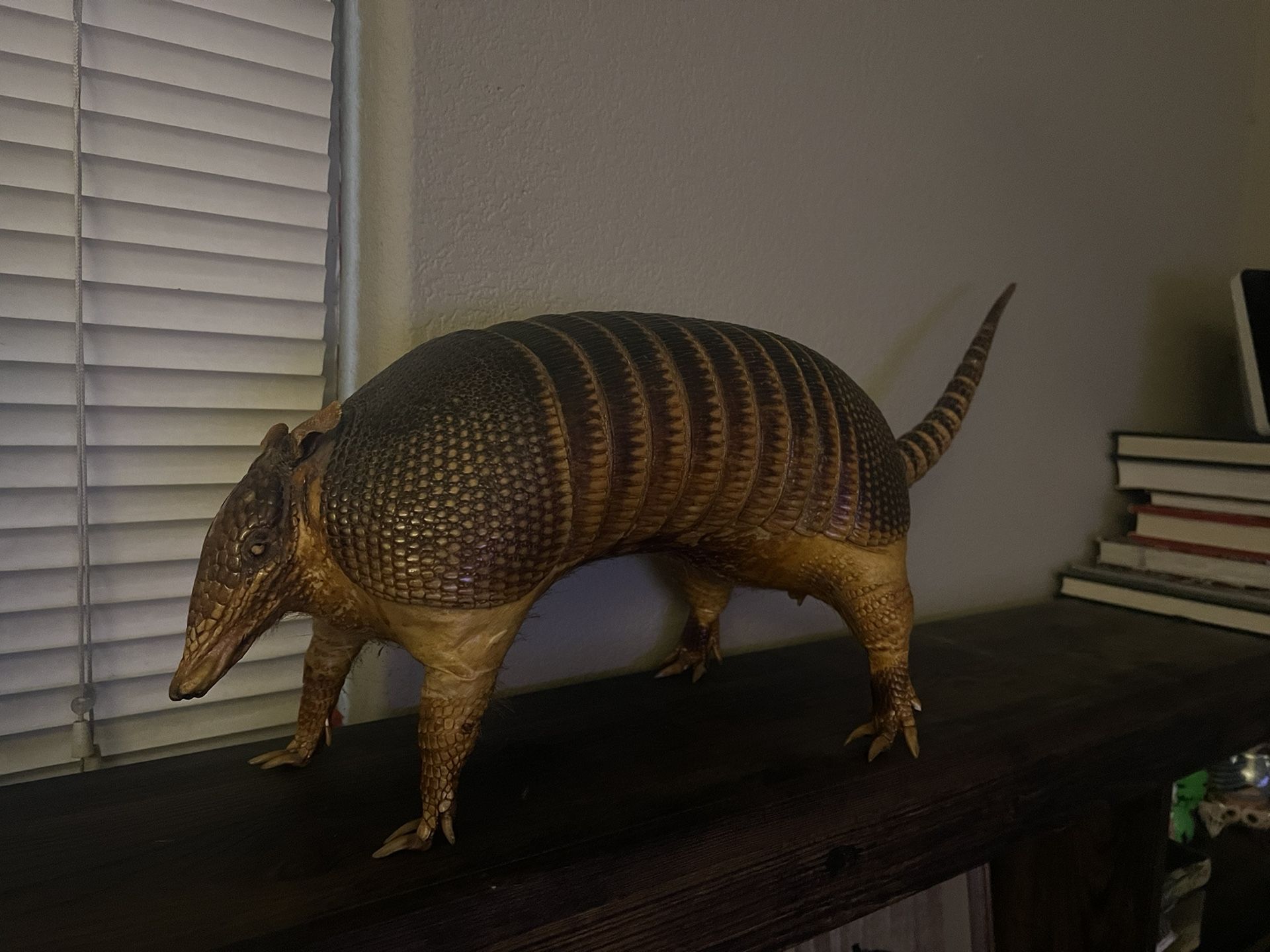 Taxidermy Armadillo