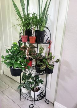 Foldable Black Metal 3Tier Plant Stand Indoor Outdoor 20"Widthx55"Height ~ Durable Sturdy Heavy Like New