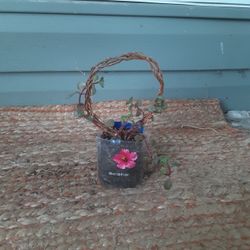 Bronze Stonecrop Plant