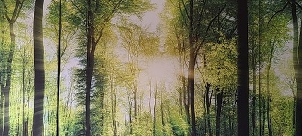 Forest Canvas Wall Art Decor - 3 Panel