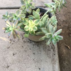 Succulents