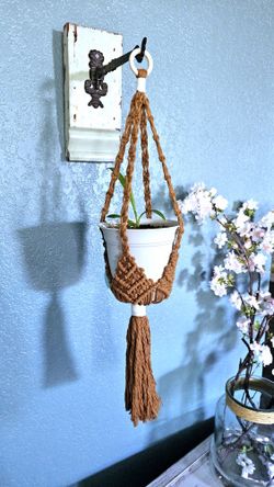 Home Grown Spider Plant Pup With Plastic Pot And Handmade Macrame Hanger