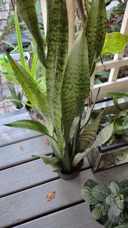 Large 34" Tall Snake Plant 