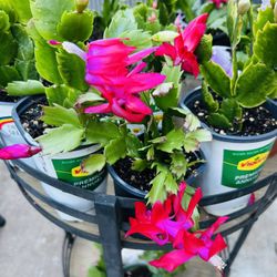 Crismas cactus small 5 Each 