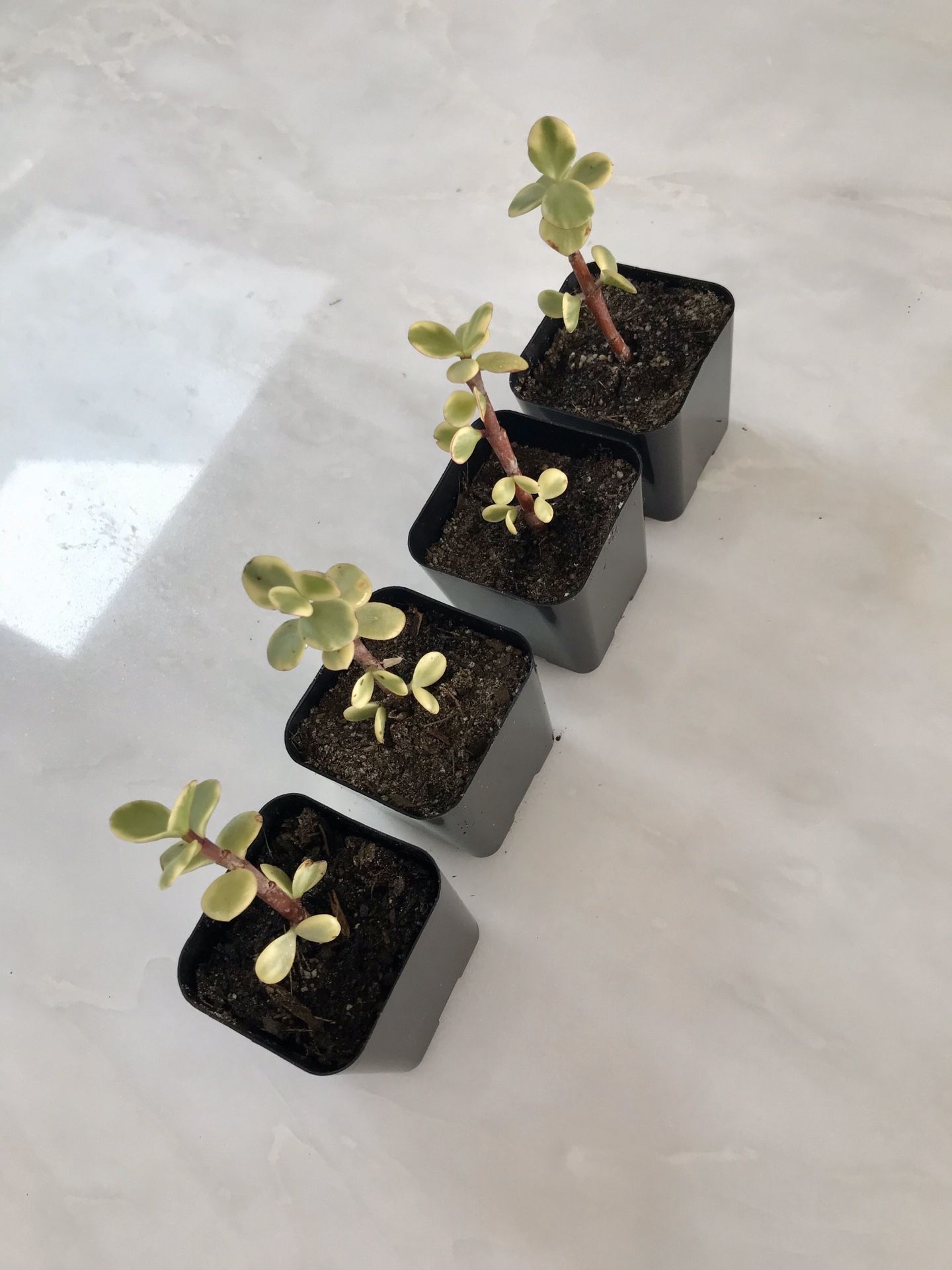 Set of 4 elephant bush succulents